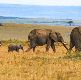 Safari swiss euro tours 312 x 309